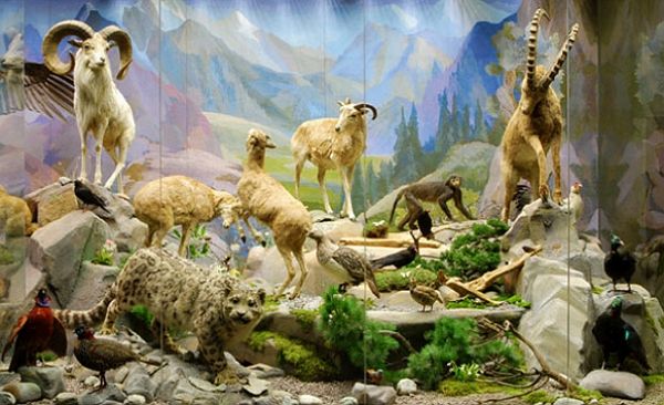 Музей Дарвина – разнообразие животного мира планеты
