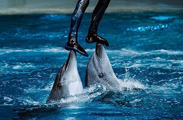 Московский дельфинарий в Москвариуме