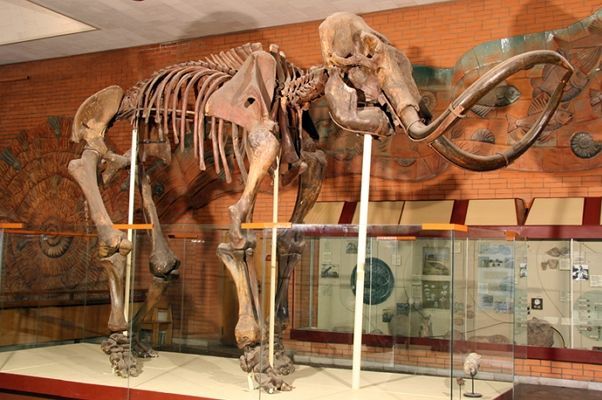 Музей динозавров в Москве – окно в древний мир