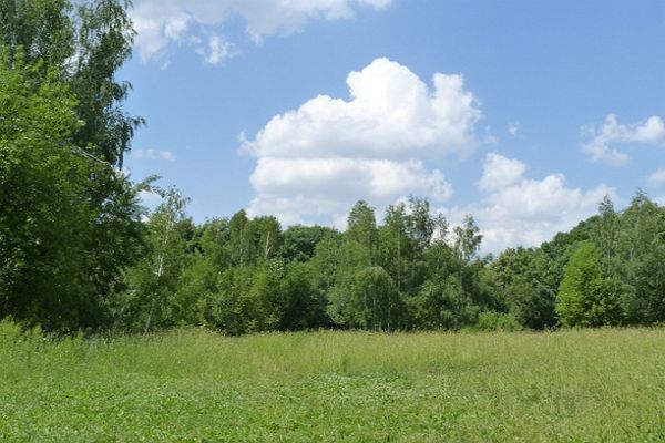 Битцевский лес – пейзажный парк в районе Ясенево