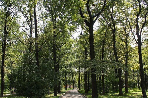Лианозовский парк дубовая роща